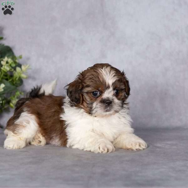 Cupcake (Tiny), Shih Tzu Puppy